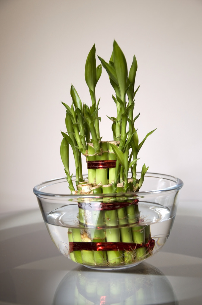 Bamboo-good luck plant eight