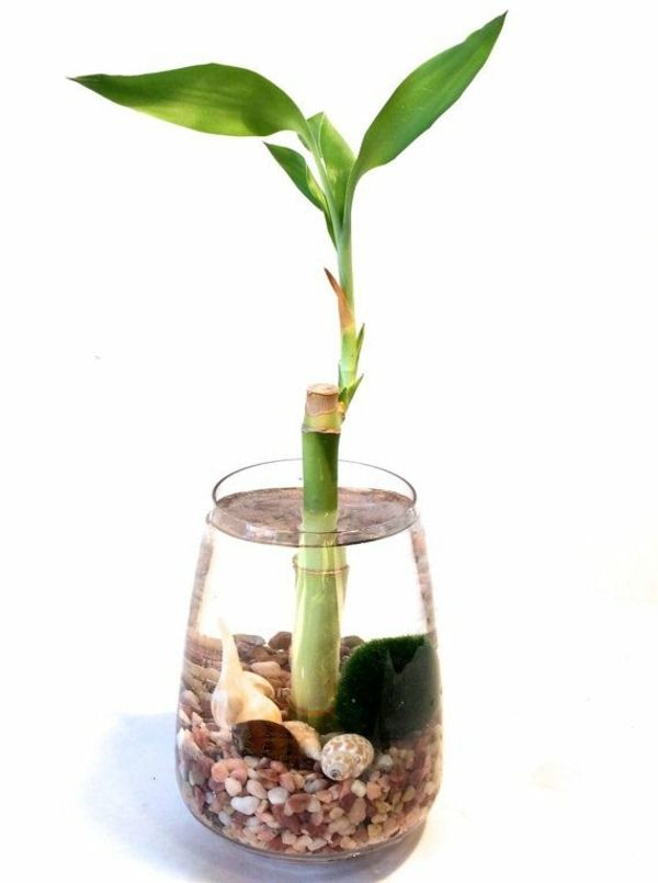 Lucky Bamboo for Prosperity - Genuine Psychics