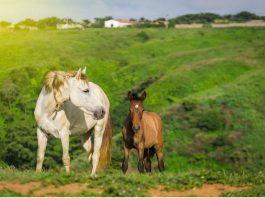 Dream About Horses?