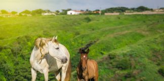 Dream About Horses?