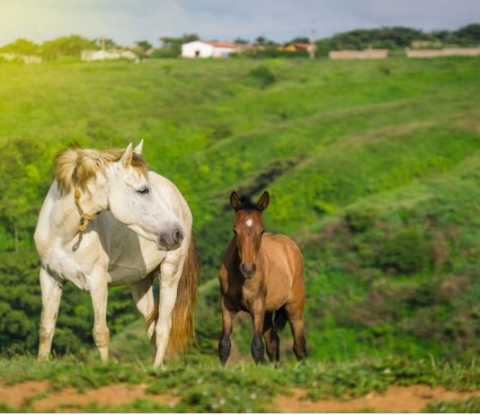 Dream About Horses?