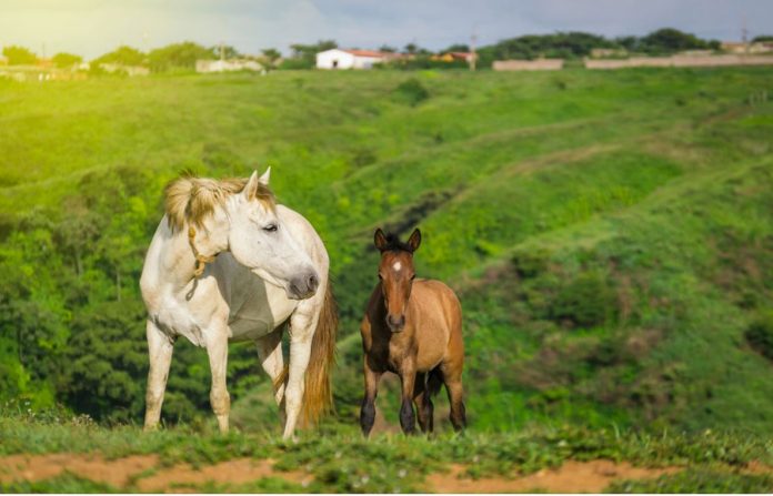 Dream About Horses? Dream About Horses?