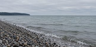 Small waves meeting a gray and brown pebble beach beneath an overcast sky, with a low wooded headland in the distance.