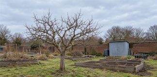 A leafless branching tree among wooden raised beds in an allotment garden, with a brick wall and gray shed under an overcast sky.