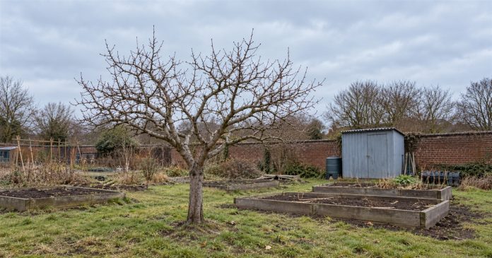 A leafless branching tree among wooden raised beds in an allotment garden, with a brick wall and gray shed under an overcast sky.