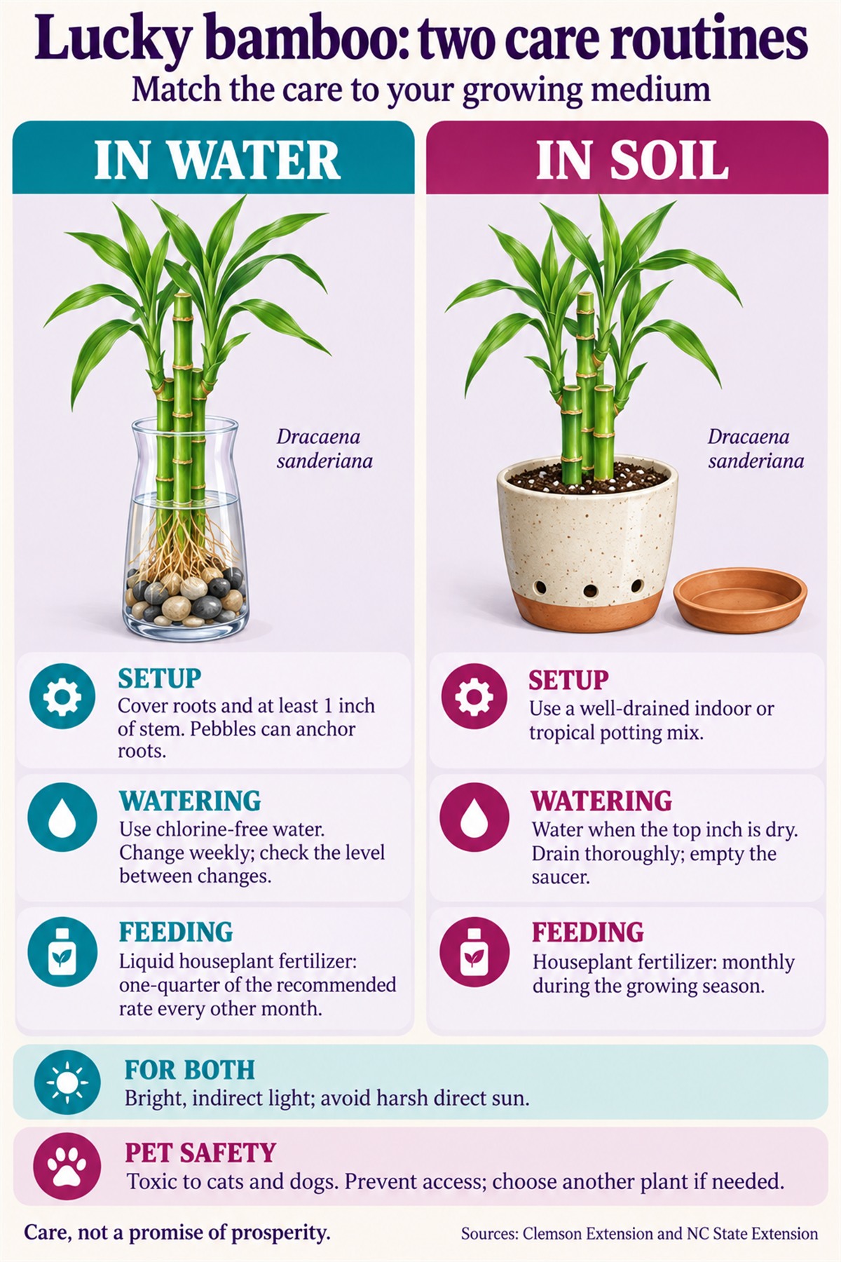 Lucky bamboo care comparison: in water, cover roots and at least one inch of stem, change chlorine-free water weekly and use quarter-rate liquid houseplant fertilizer every other month; in soil, use well-drained mix, water when the top inch is dry, drain and empty the saucer, and fertilize monthly during the growing season. Both need bright indirect light; lucky bamboo is toxic to cats and dogs.