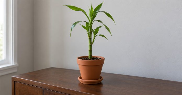 Lucky bamboo — simple soil-grown plant 2625 A green segmented cane with narrow leaves growing in soil in a terracotta pot and saucer on a wooden sideboard.