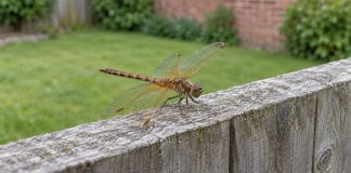A brown dragonfly with translucent wings resting on a weathered gray garden fence, with grass and a brick wall blurred behind.