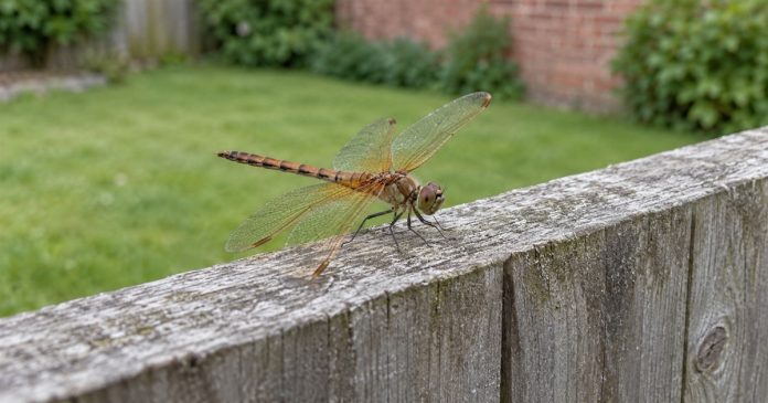 Dragonfly garden fence realistic cover 2782 A brown dragonfly with translucent wings resting on a weathered gray garden fence, with grass and a brick wall blurred behind.