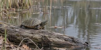 A freshwater turtle resting on a weathered log beside a quiet pond, with reeds and fallen leaves nearby.