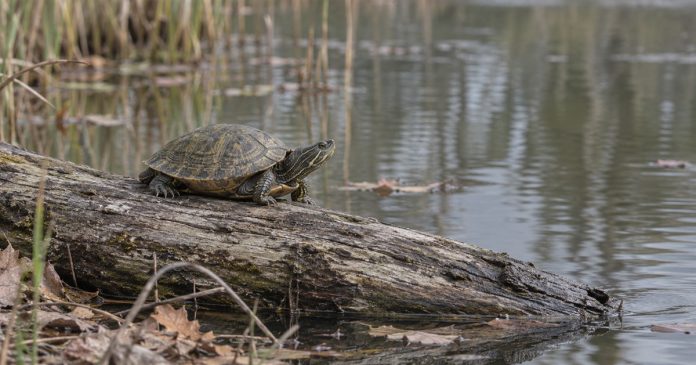 Reptile symbolism — turtle beside a pond A freshwater turtle resting on a weathered log beside a quiet pond, with reeds and fallen leaves nearby.
