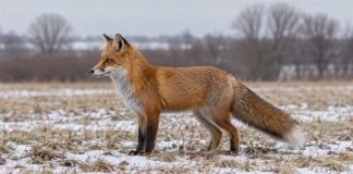 A red fox stands in profile in a field of dry grass and patchy snow, with bare trees blurred behind it.