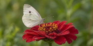 A pale white butterfly with folded wings rests on a red flower against blurred green foliage.