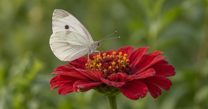 A pale white butterfly with folded wings rests on a red flower against blurred green foliage.