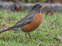 An American Robin with an orange breast and yellow bill stands on a damp lawn scattered with brown leaves.