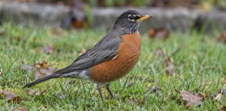 An American Robin with an orange breast and yellow bill stands on a damp lawn scattered with brown leaves.