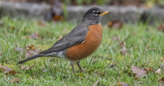 The significance of seeing a robin — American Robin on lawn An American Robin with an orange breast and yellow bill stands on a damp lawn scattered with brown leaves.