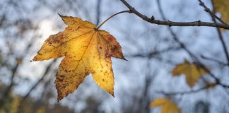 A golden lobed autumn leaf with brown patches and visible veins, hanging from a twig against blurred branches and blue-gray sky.