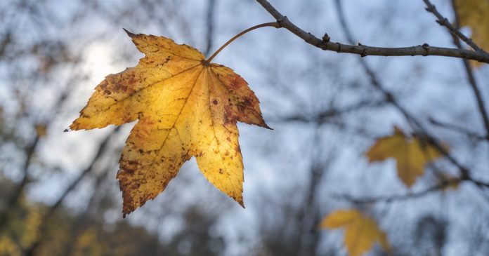 A golden lobed autumn leaf with brown patches and visible veins, hanging from a twig against blurred branches and blue-gray sky.