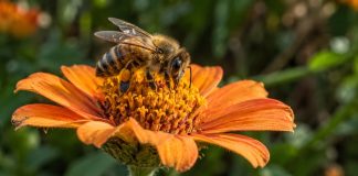 A fuzzy black-and-golden bee perched on the center of an orange flower against softly blurred green foliage.