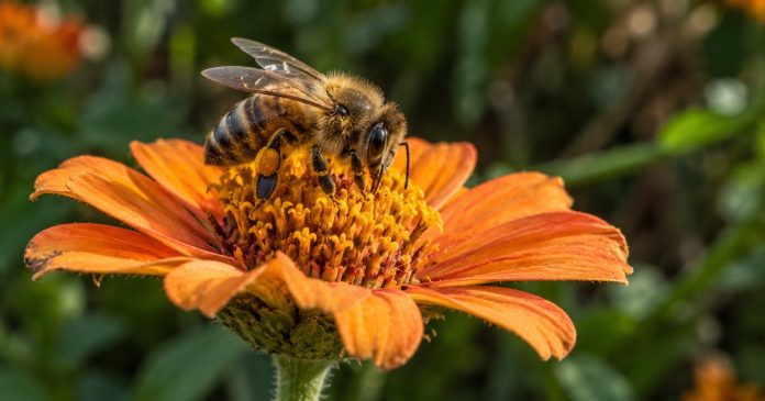 Bee on an orange flower — Animal symbolism A fuzzy black-and-golden bee perched on the center of an orange flower against softly blurred green foliage.