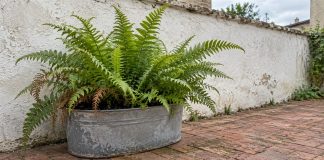 Green fern with a few dry fronds in a weathered metal planter beside a white courtyard wall and red brick paving.