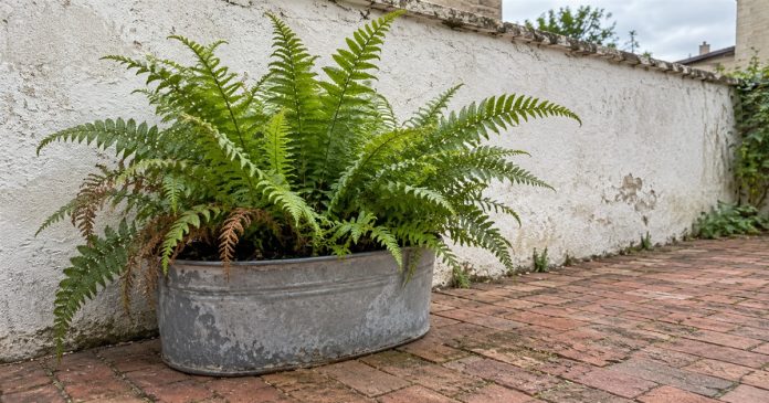 Nature Pause — Courtyard Fern Photographic Cover Green fern with a few dry fronds in a weathered metal planter beside a white courtyard wall and red brick paving.