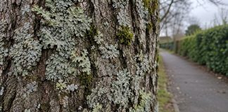 Pale gray-green lichen and moss on rough tree bark beside a blurred neighborhood footpath.