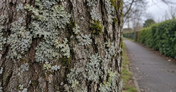 Pale gray-green lichen and moss on rough tree bark beside a blurred neighborhood footpath.