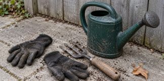 Worn gardening gloves, a three-tined hand fork and green watering can on concrete beside a weathered fence.