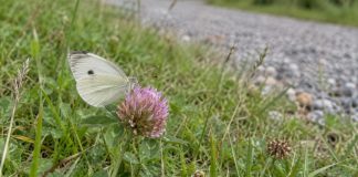 White butterfly resting on a pink clover flower beside grass and a gravel path