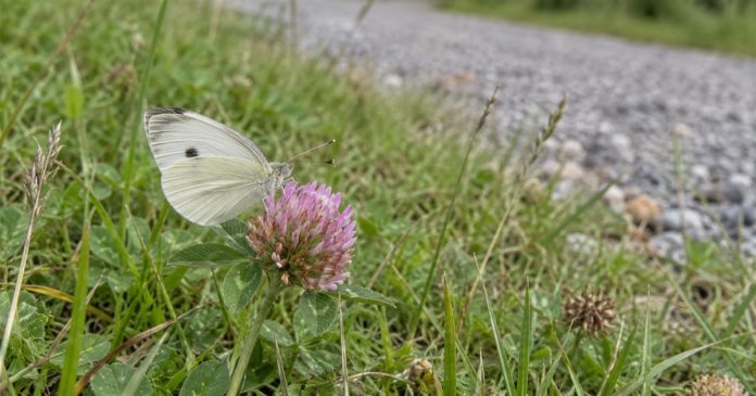 White butterfly resting on a pink clover flower beside grass and a gravel path