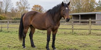 Dark bay horse with a white forehead marking standing in a grassy fenced paddock.