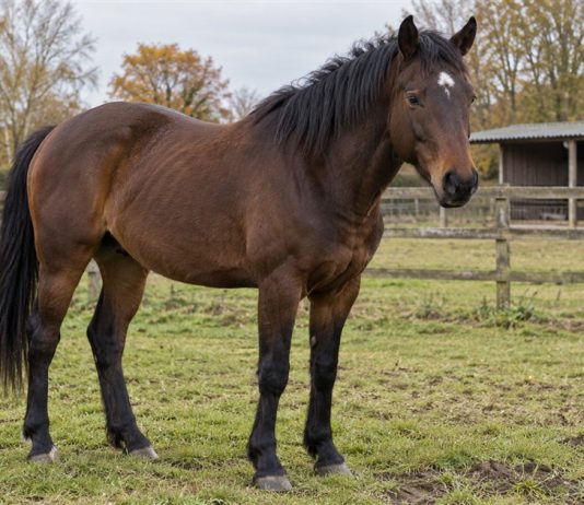 Dark bay horse with a white forehead marking standing in a grassy fenced paddock.