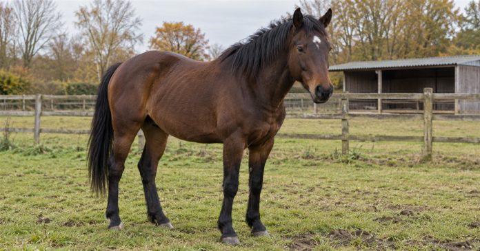Dark bay horse with a white forehead marking standing in a grassy fenced paddock.