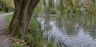 Willow tree beside a small pond with reeds, floating autumn leaves and a gravel path.