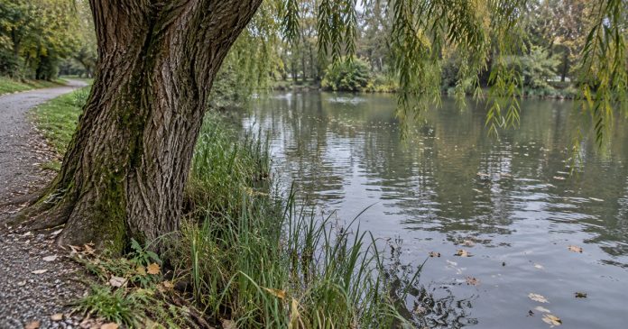 Psychic888 realistic willow pond reflection 3815 Willow tree beside a small pond with reeds, floating autumn leaves and a gravel path.