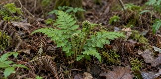Fresh green fern fronds unfurling among brown leaves and moss on a forest floor